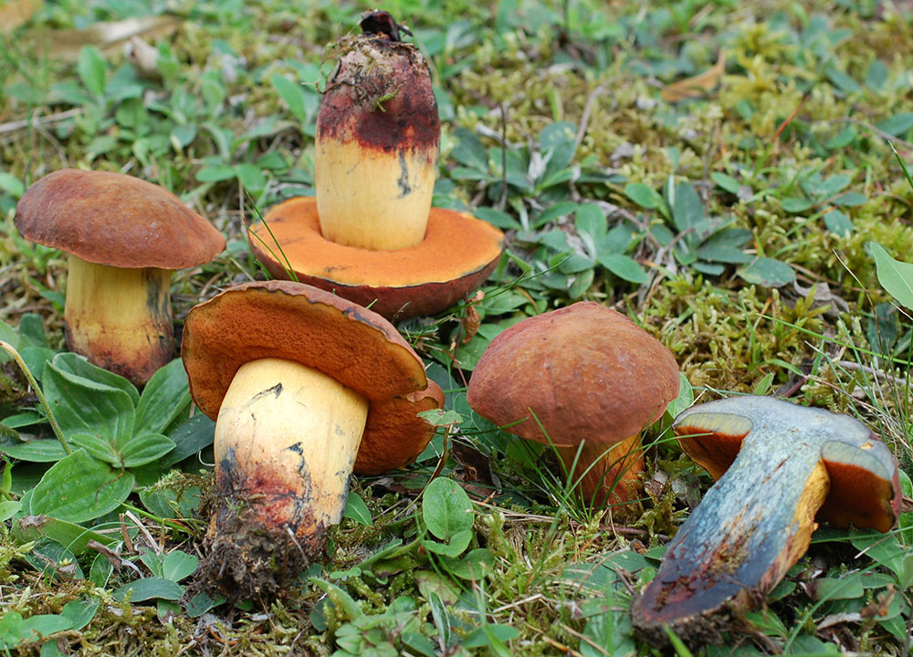 Glattstieliger Hexenröhrling (Suillellus queletii)