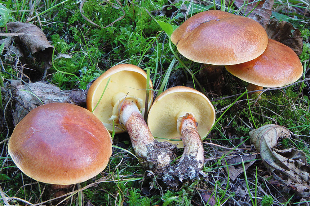 Goldröhrling (Suillus grevillei)