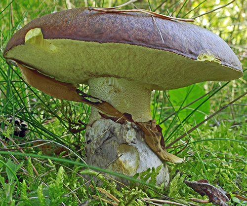 Suillus_luteus Butterpilz (Suillus luteus)