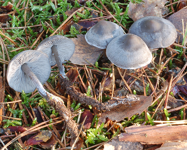 Wurzel-Graublatt (Tephrocybe rancida)