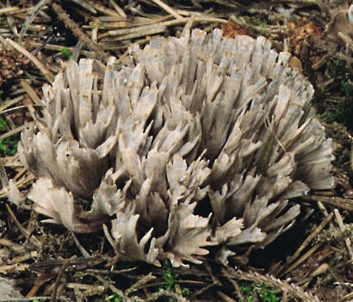 Thelephora_palmata_KM_2 Stinkender Warzenpilz (Thelephora palmata)