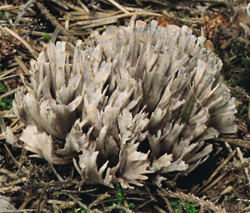 Stinkender Warzenpilz (Thelephora palmata)