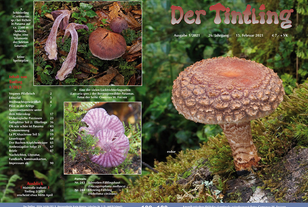 Tintling Nr. 129 (Ausgabe 1/2021)