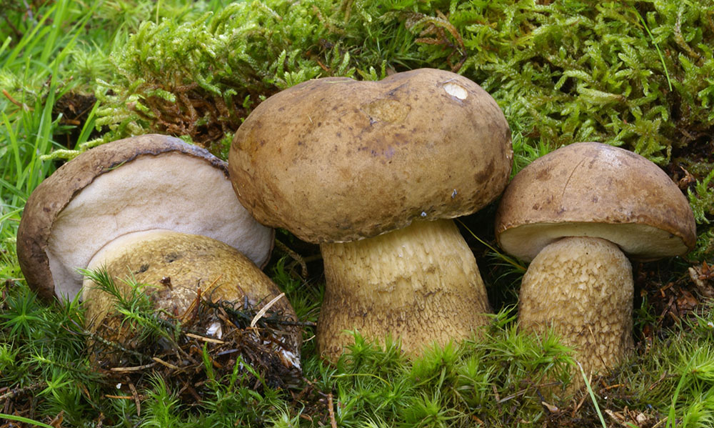 Gallenröhrling (Tylopilus felleus)