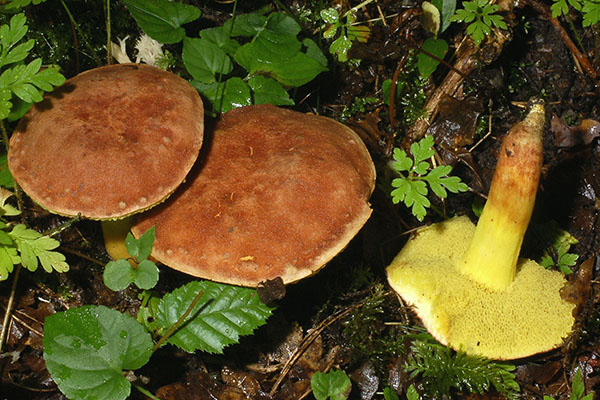 Braune Ziegenlippe (Xerocomus ferruginosus)