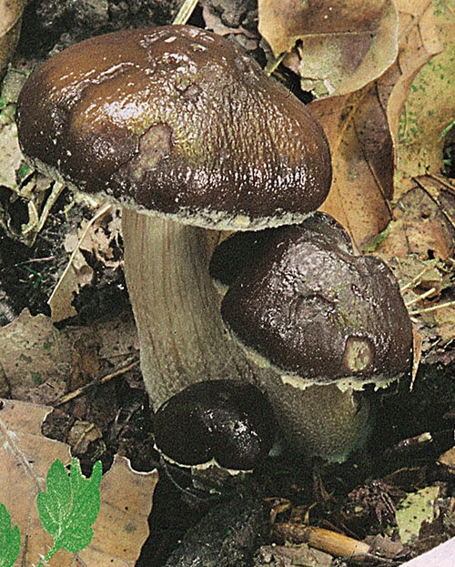 Leberbrauner Ackerling (Agrocybe erebia)