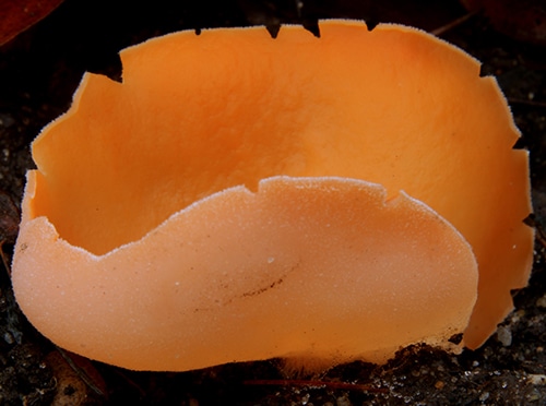 Aleuria_aurantia_WS_3