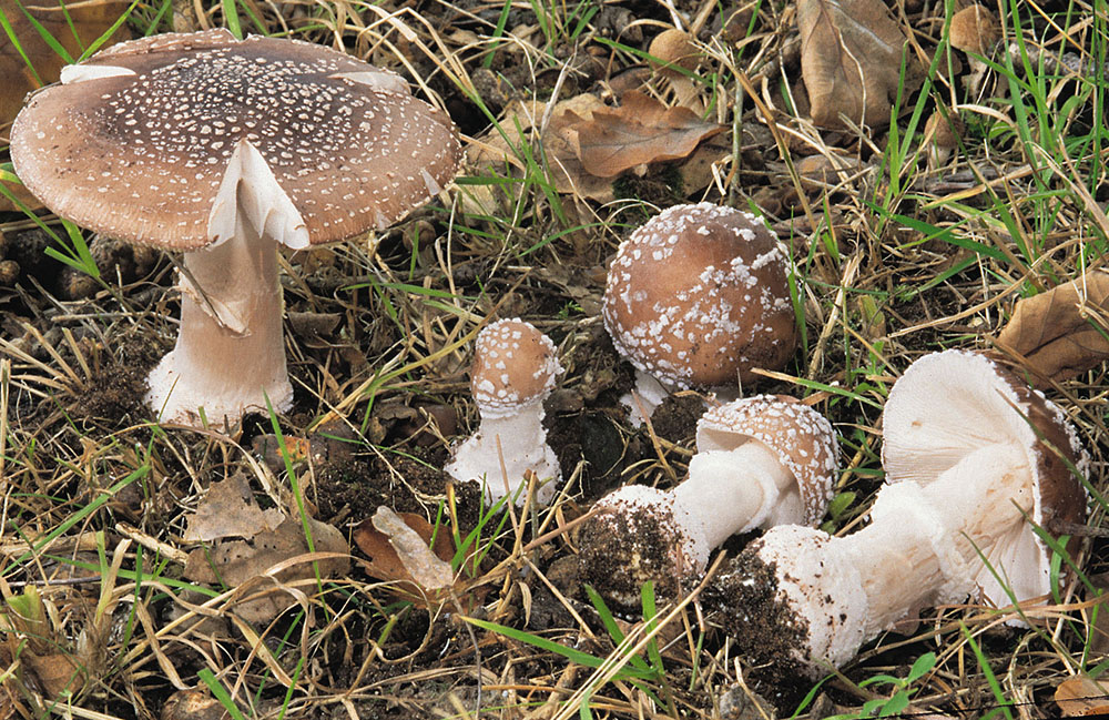 Pantherpilz (Amanita pantherina)