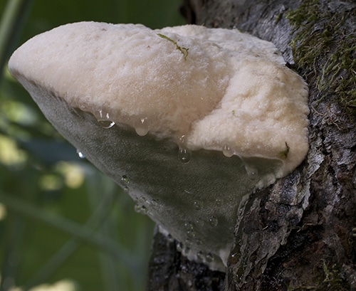 Aurantiporus_fissilis_GSch
