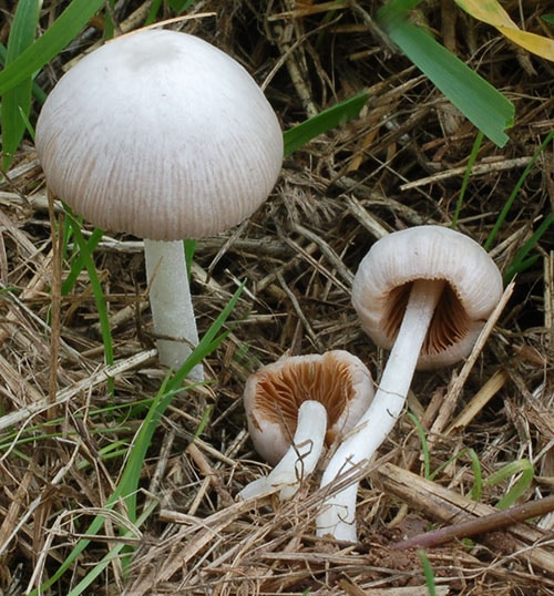 Bolbitius_lacteus_KM_2 Weißer Mistpilz (Bolbitius lacteus)