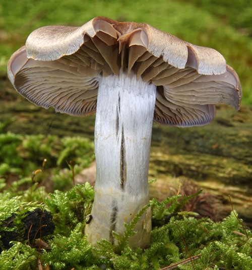 Cortinarius_anomalus_WS_3 Braunvioletter Dickfuß (Cortinarius anomalus)