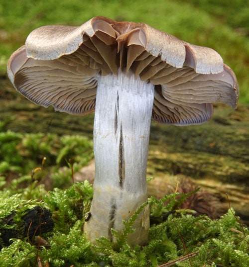 Braunvioletter Dickfuß (Cortinarius anomalus)