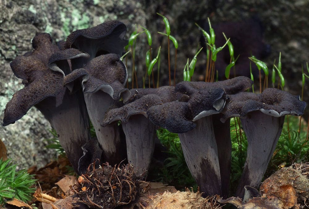 Craterellus cornucopioides (Totentrompete)