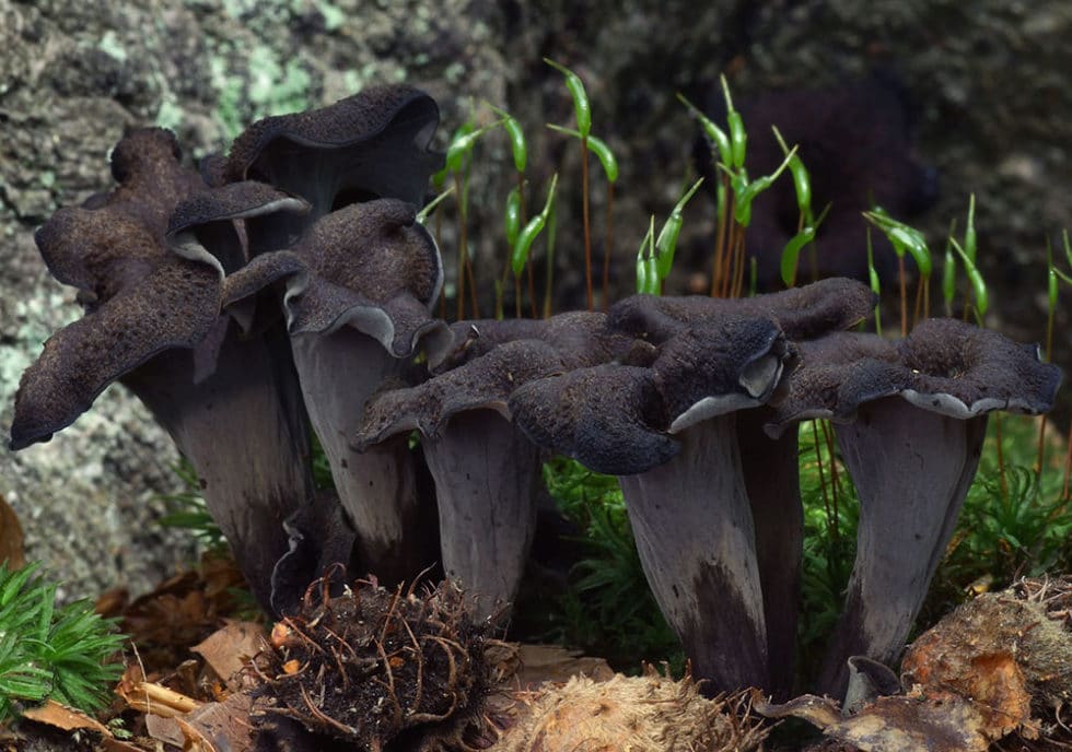 Craterellus cornucopioides (Totentrompete) - Pilztag