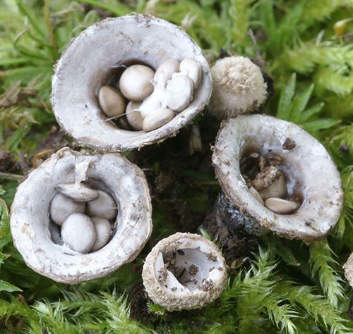 Topf-Teuerling (Cyathus olla) Topf-Teuerling (Cyathus olla)