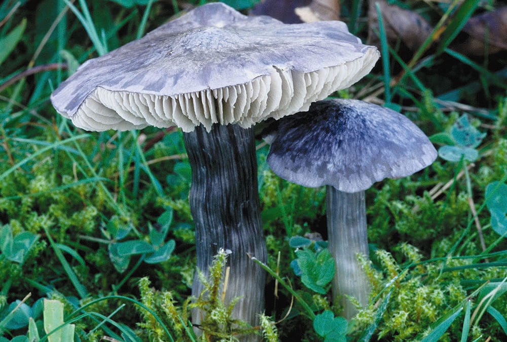 Entoloma bloxamii (Blauer Rötling)