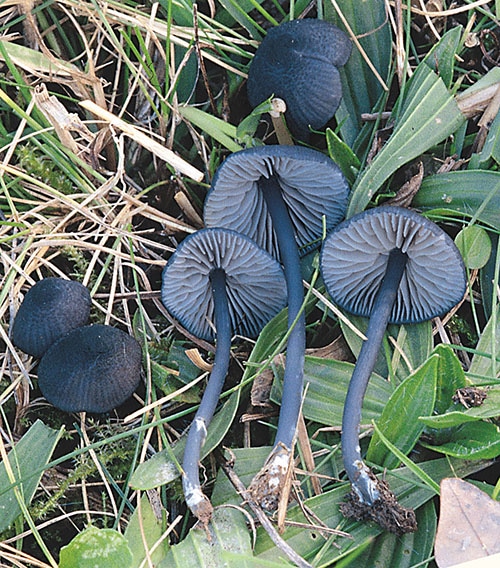 Blaublättriger Rötling (Entoloma chalybaeum)