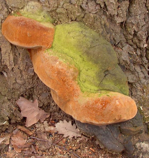 Fomitiporia robusta_HA_2 Eichen-Feuerschwamm (Fomitiporia robusta)