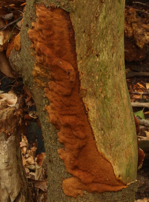 Rostbrauner Feuerschwamm (Fuscoporia ferruginosa)