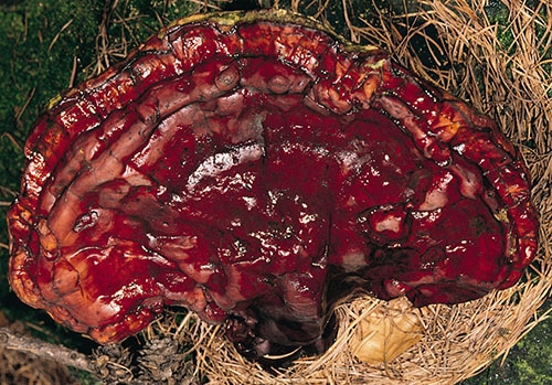 Ganoderma_lucidum_FK_1 Glänzender Lackporling (Ganoderma lucidum)