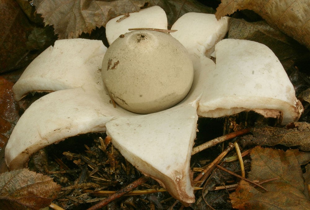 Halskrausen-Erdstern (Geastrum triplex)