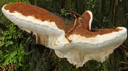 Heterobasidion_annosum_WS Wurzelschwamm (Heterobasidion annosum)