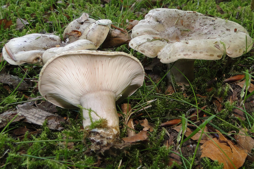 Graugrüner Milchling (Lactarius blennius)