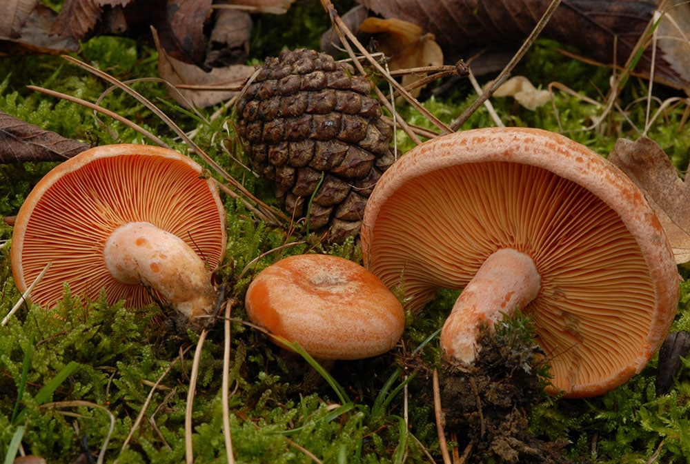 Kiefern-Blutreizker (Lactarius deliciosus, semisanguifluus) in der Küche