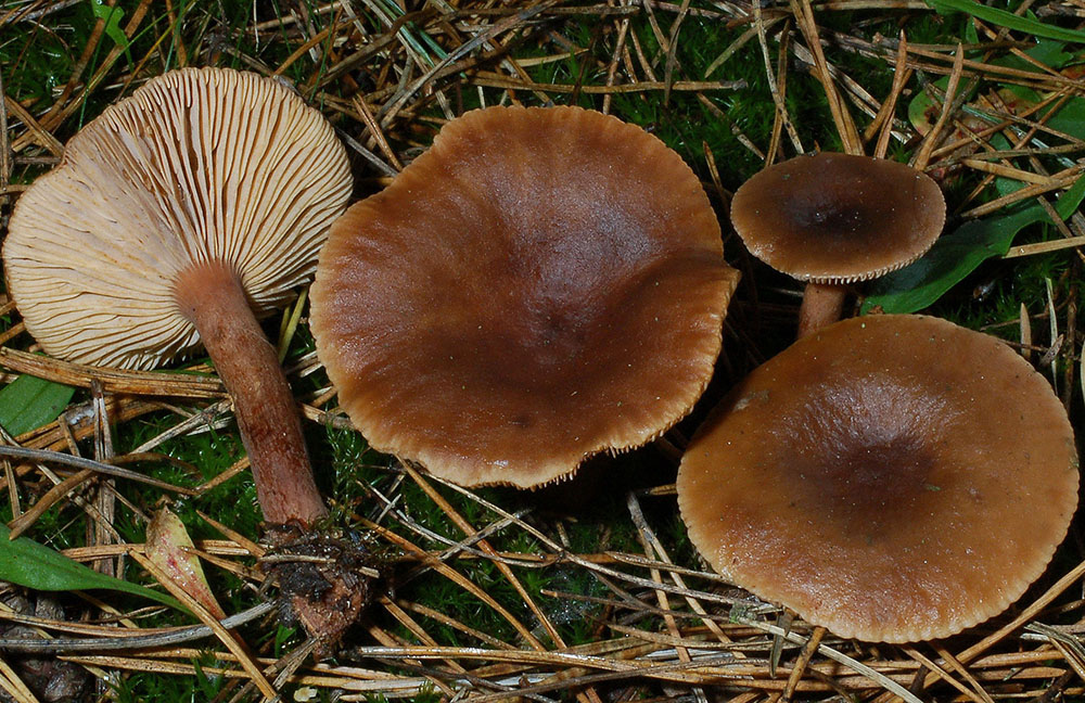 Leberbrauner Milchling (Lactarius_hepaticus)