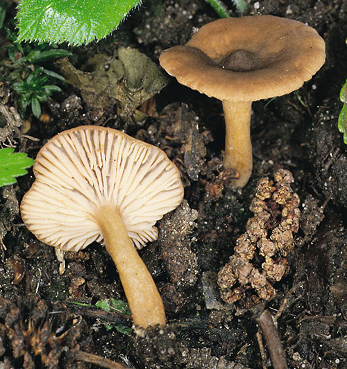 Olivbrauner Erlen-Milchling (Lactarius obscuratus)