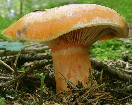 Lachs-Reizker (Lactarius salmonicolor) Lachs-Reizker (Lactarius salmonicolor)