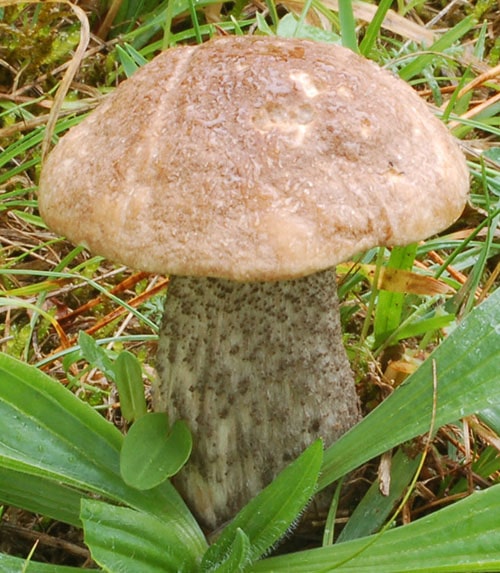 Birkenpilz (Leccinum scabrum)