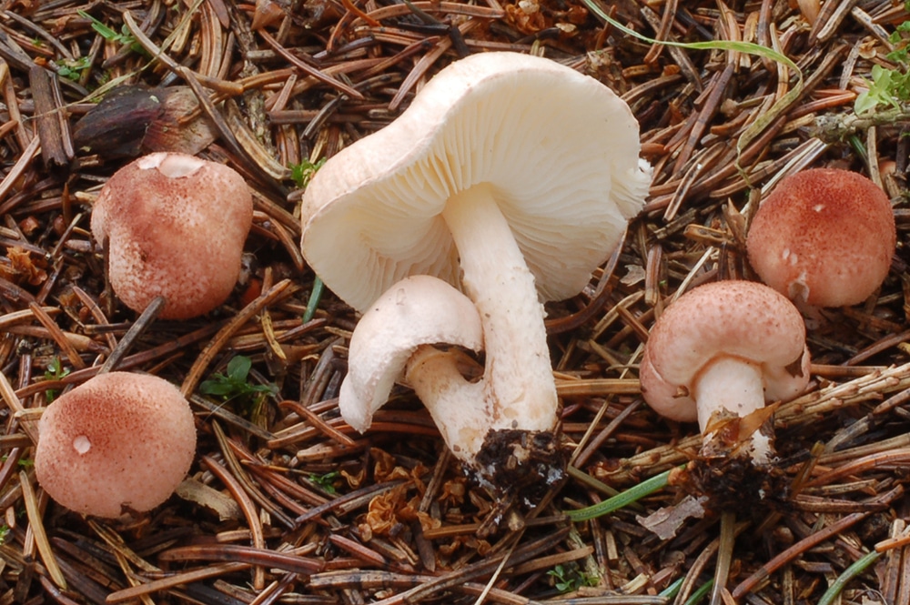 Fleischrosa Schirmling (Lepiota subincarnata)