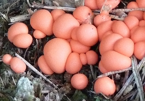 Blutmilchpilz (Lycogala epidendrum)