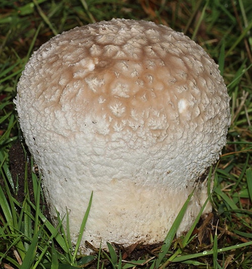 Lycoperdon_utriforme_FK