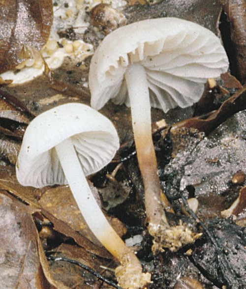 Violettlicher Schwindling (Marasmius wynneae)