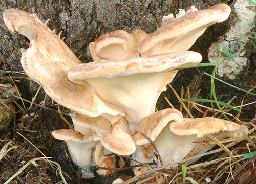 Meripilus_giganteus_KM Riesenporling (Meripilus giganteus)