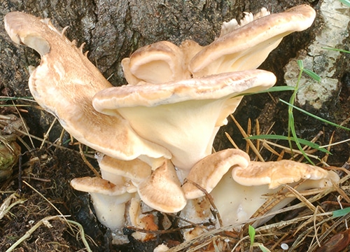 Riesenporling (Meripilus giganteus)