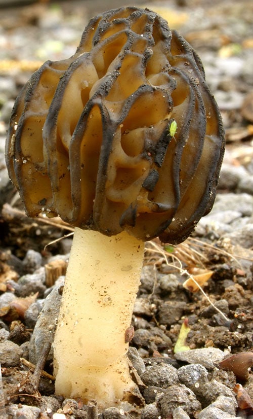 Käppchen-Morchel (Morchella semilibera)