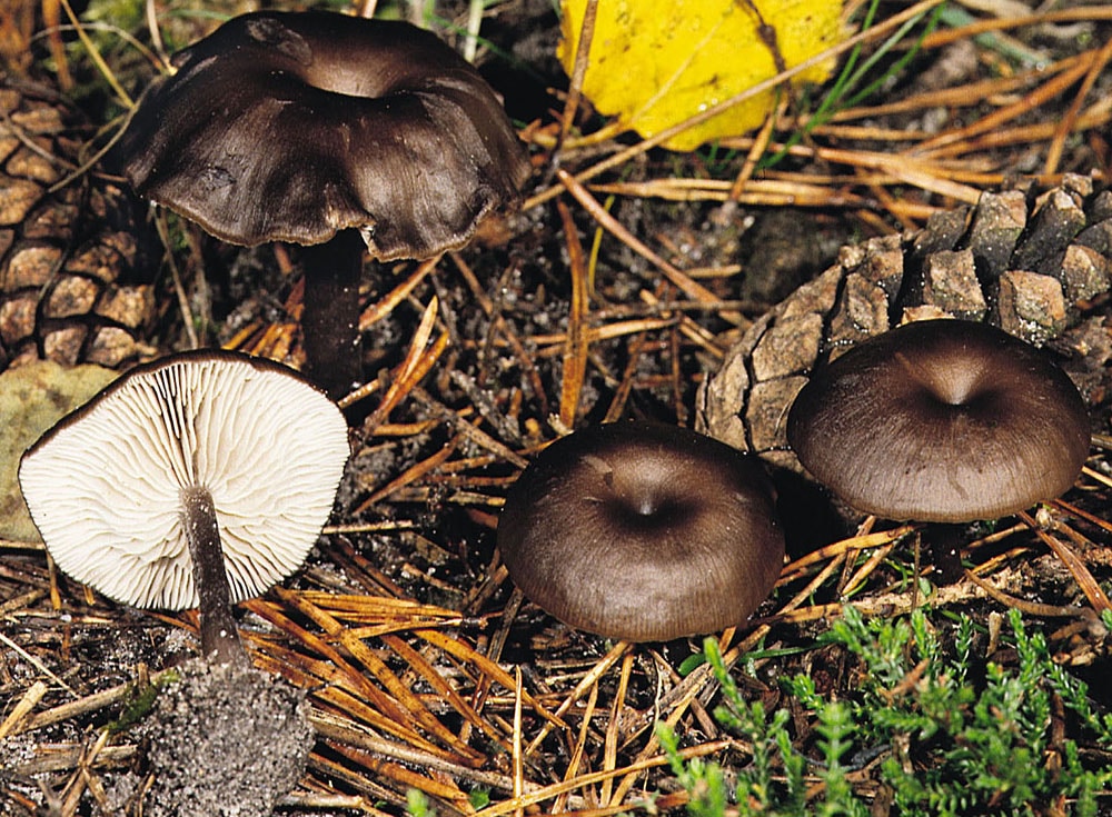 Dunkler Kohlennabeling (Myxomphalia maura)