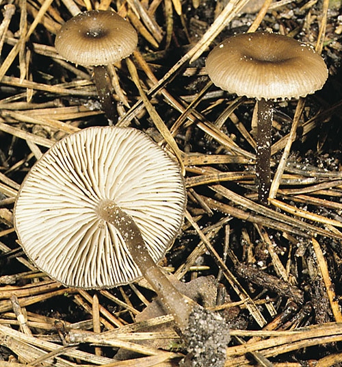 Myxomphalia_maura_FK_2 Dunkler Kohlennabeling (Myxomphalia maura)