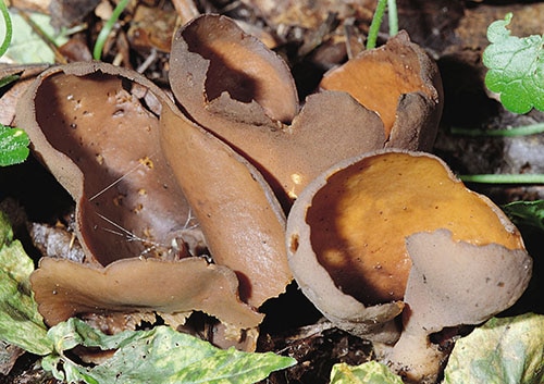 Otidea_bufonia_FK_1 Kröten-Öhrling (Otidea bufonia)