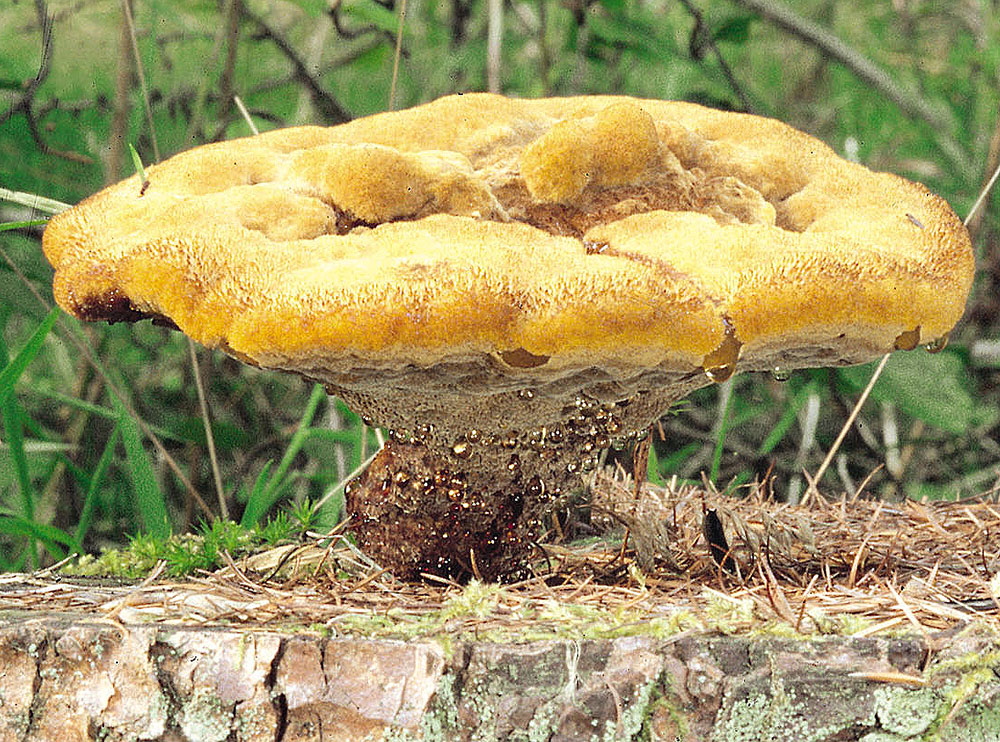 Phaeolus_schweinitzii_KM_2 Kiefern-Braunporling (Phaeolus_schweinitzii)