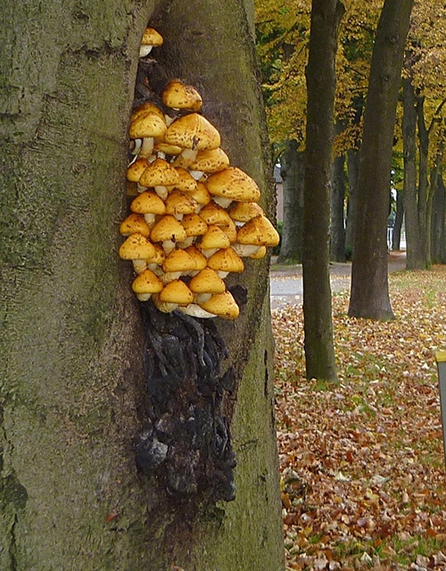 Goldfell-Schüppling (Pholiota aurivella)