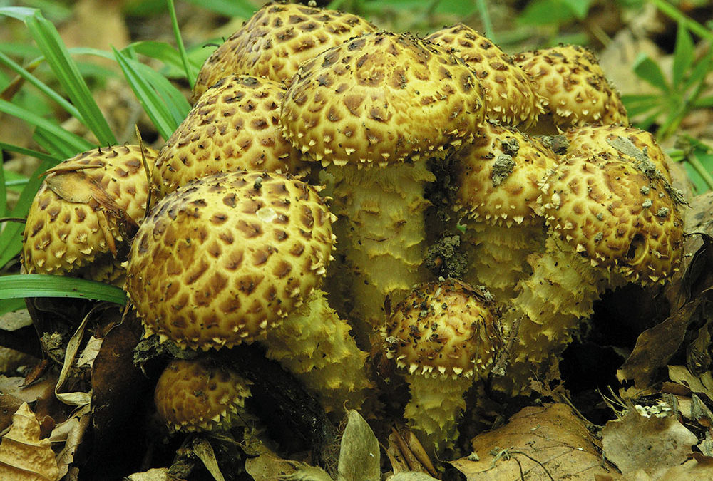 Pholiota jahnii (Pinsel-Schüppling)