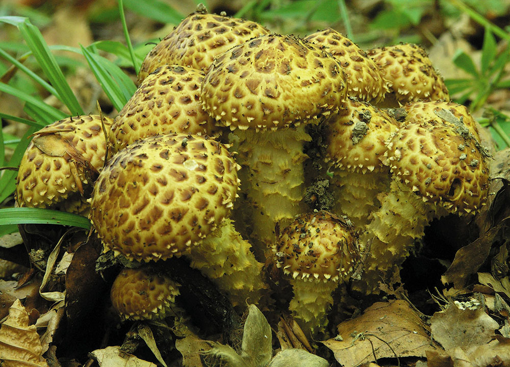 Pinsel-Schüppling (Pholiota jahnii)