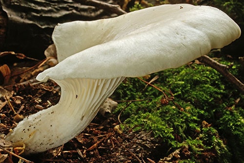 Rillstieliger Seitling (Pleurotus cornucopiae) 