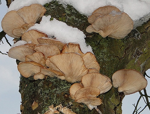 Pleurotus_ostreatus_FK_1 Austern-Seitling (Pleurotus ostreatus)