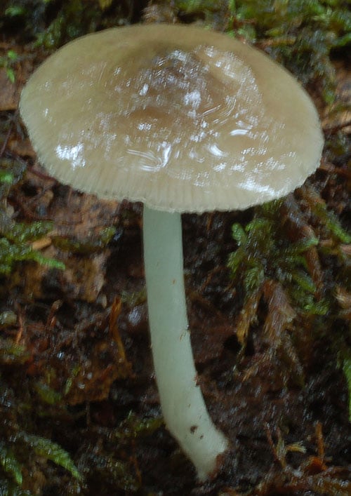Pluteus_cinereofuscus_KM_2