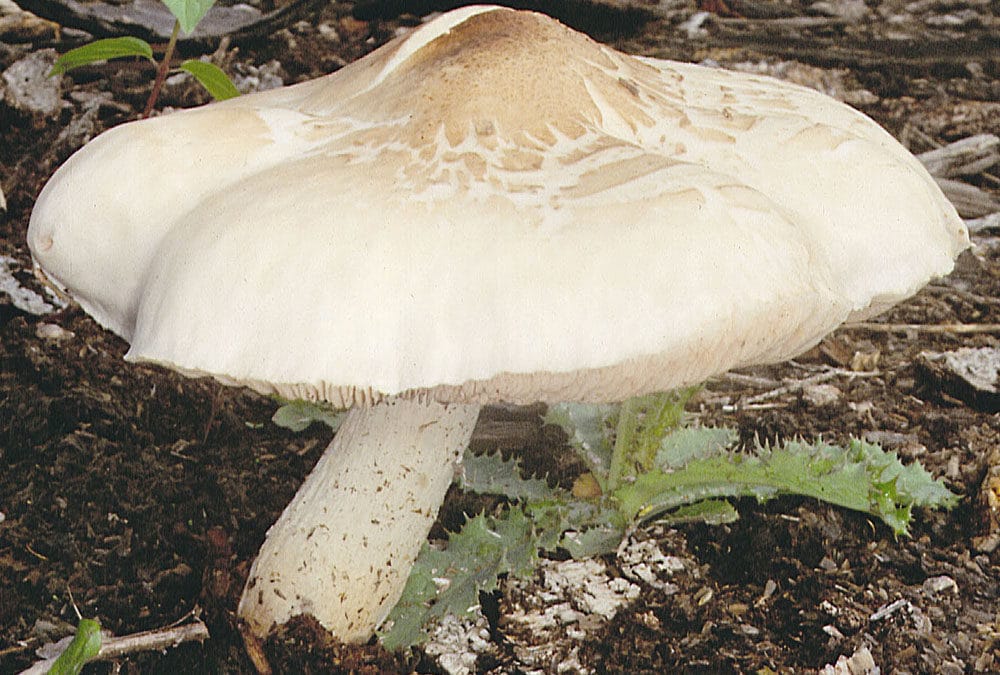 Pluteus petasatus (Braunschuppiger Dachpilz)